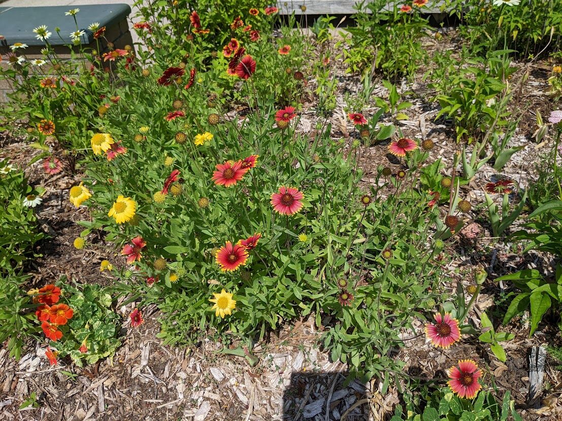Flowers in a garden